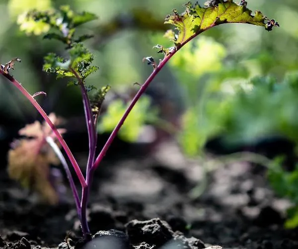 Les D'ostende 4* Ostende