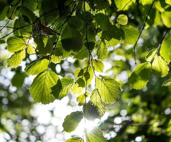 Отель Les D'ostende